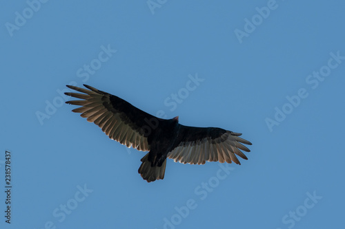 turkey vulture in flight