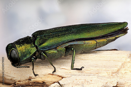 Emerald Ash Borer