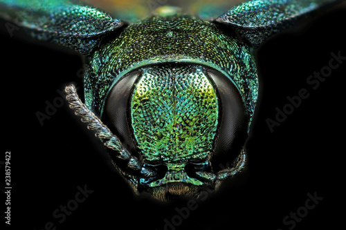 Fotografía Emerald Ash Borer