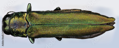 Emerald Ash Borer