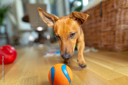 Little dog at home in the living room playing with his toys photo