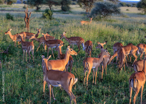 Herd of impala in Tanzania 