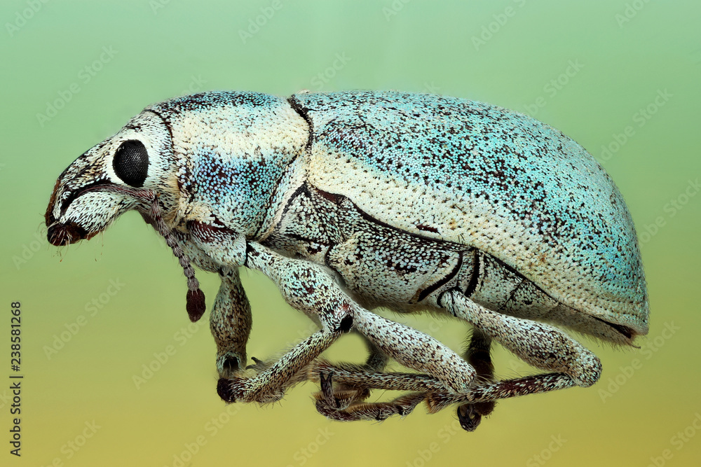 Obraz premium Florida Everglades, blue weevil, sample provided by UConn's Collection Facility, Courtesy of Jane O'Donnell