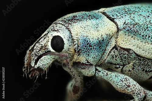 Blue Weevil © Macroscopic Solution