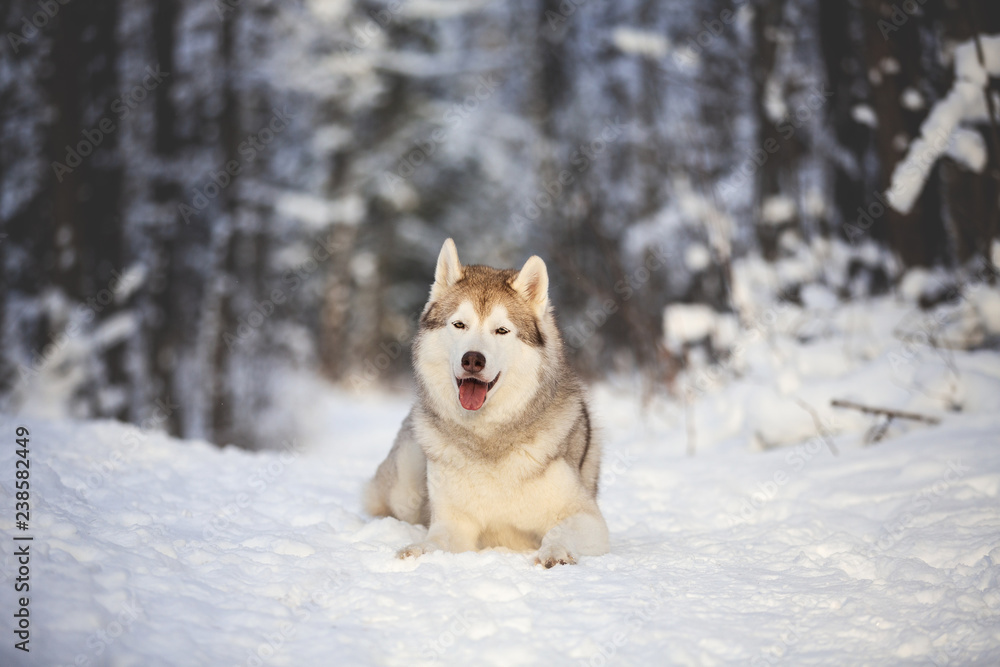 Close-up Portrait of gorgeous and free Siberian Husky lying on the snow path in the winter forest at sunset.