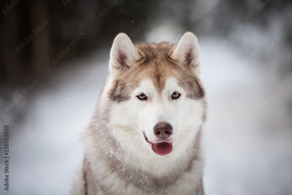 Close-up Portrait of cute Siberian Husky dog sitting on the snow in front of fir-tree in the winter forest