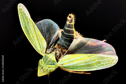 green leaf hopper, Draeculacephala, tolland ct 9.25.15 photo