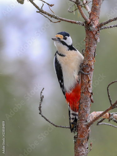 great spotted woodpecker © Risto