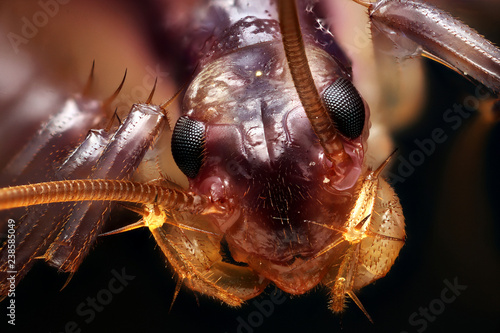 House Centipede, Coventry CT