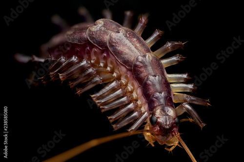 House Centipede, Coventry CT © Macroscopic Solution