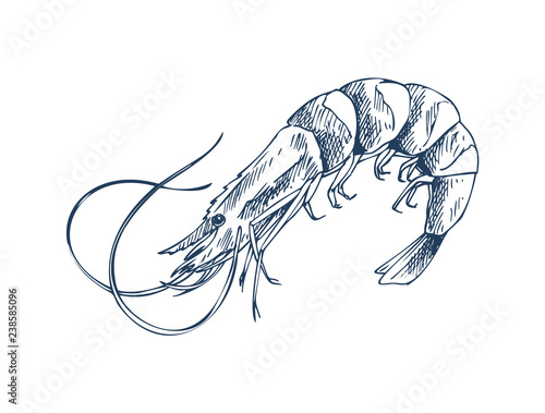 Small Aquatic Creature Shrimp Monochrome Depiction