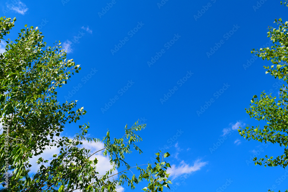 The view from below through the green plants to the sky is blue with clouds. Texture. The view from below through the green plants to the sky is blue with clouds. Texture.