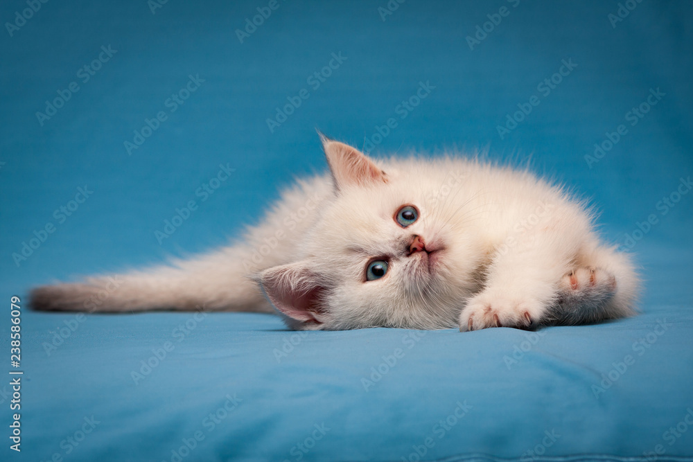 Charming white British kitten with blue eyes lies quietly on a blue background and looks up.