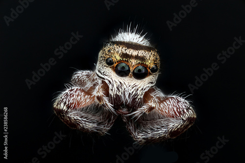 I really want an ID for this Connecticut US jumping spider, of all the species i've imaged, this is my favorite. photo