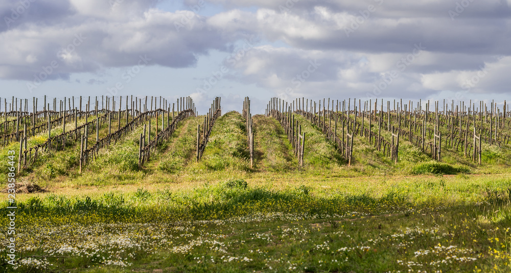View of vines in early spring in alentejo region, Portugal.