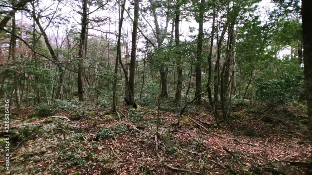 Cloudy in the day. Movie shot while walking lost in Aokigahara Jukai at near Mt. Fuji in Japan. Cloudy in the day. Movie shot while walking lost in Aokigahara Jukai at near Mt. Fuji in Japan.