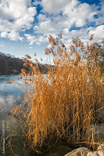 Yellow-winded reeds on the Ticino river bank in winter. photo