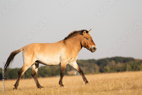 Equus przewalskii  wild Horse