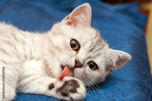 Soft British cat with orange eyes licks paw pink tongue lying on a blue sofa.