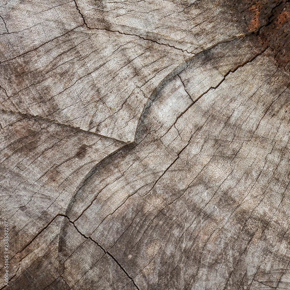 Fototapeta premium old brown wood texture from destroy the forest - background