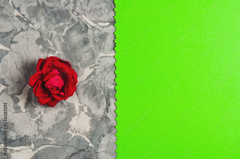 One red rose and green blank paper sheet with figured edge on old gray concrete surface One red rose and green blank paper sheet with figured edge on old gray concrete surface
