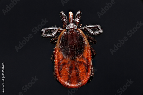 Ixodes scapularis (Deer Tick) photo