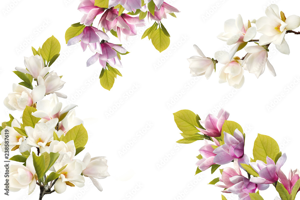 Fototapeta premium Beautiful blooming magnolia flower bouquet isolated on white background.