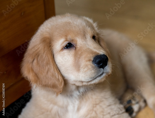 golden Retriever Puppy