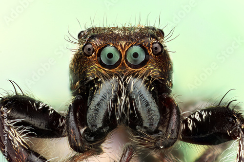 Jumping Spider, Tolland CT June 3 2015 © Macroscopic Solution