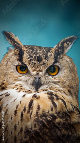 A close look of the orange eyes of a horned owl on a blured background.