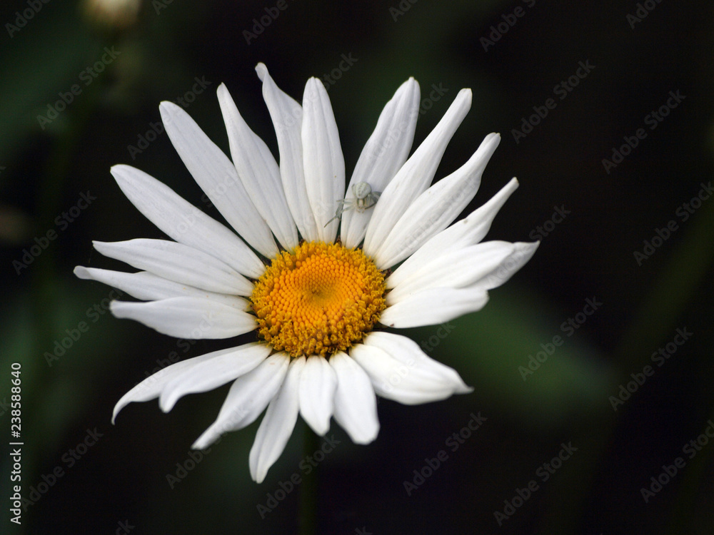 Fototapeta premium A wonderful time of flowers charm!