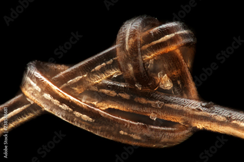 Knot in Human Hair Blonde