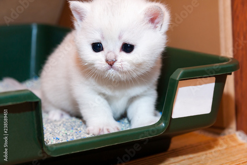 Tiny white British kitten sitting in a tray with cat litter, kitten muzzle stained with milk that he recently ate. photo