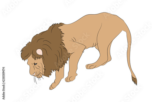 lion  vector.