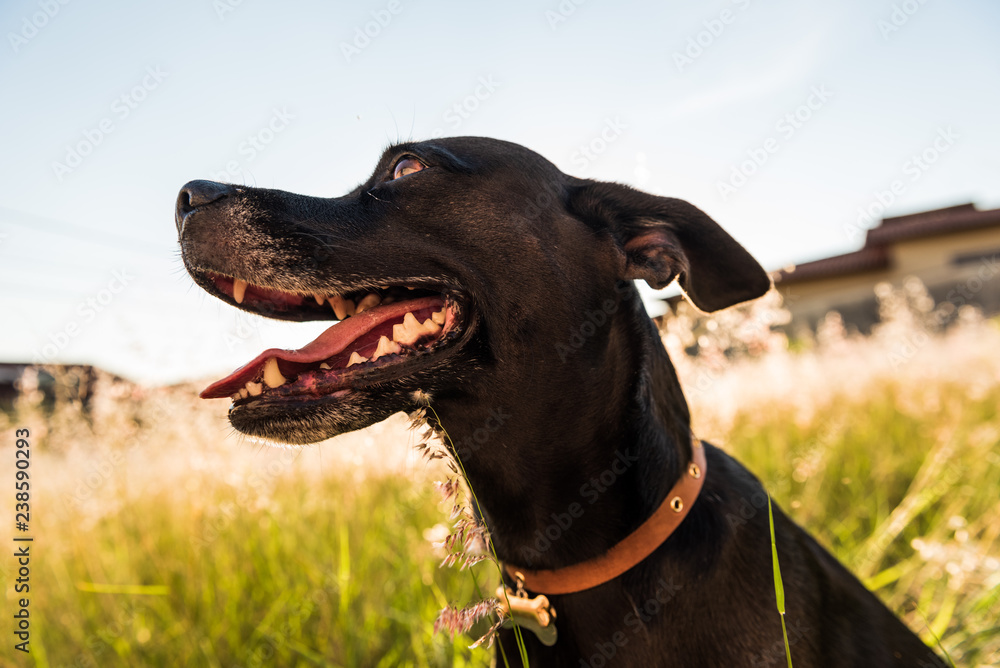 Black mutt dog with a blur natal grass background in the sunset light