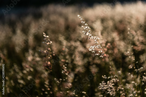 Natal grass. Grass flower texture detail in the sunset light. Melinis repens
