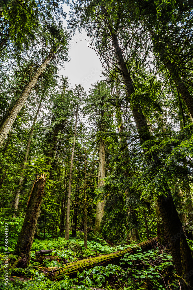 Giant Cedars Boardwalk Trail - Mount Revelstoke National Park Giant Cedars Boardwalk Trail - Mount Revelstoke National Park