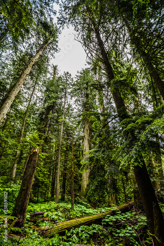 Giant Cedars Boardwalk Trail - Mount Revelstoke National Park