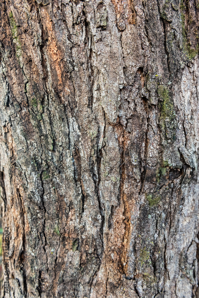 Wooden texture. Old texture of tree bark. Surface of wood. Cracks and scratches along fibers.