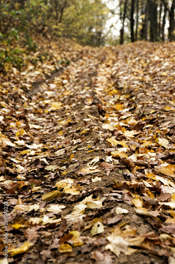 Autumn leaves on dirt road in Romanian woodland Autumn leaves on dirt road in Romanian woodland