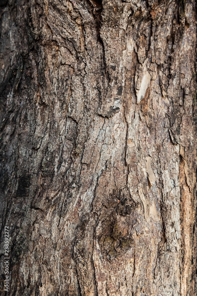 Wooden texture. Old texture of tree bark. Surface of wood. Cracks and scratches along fibers.