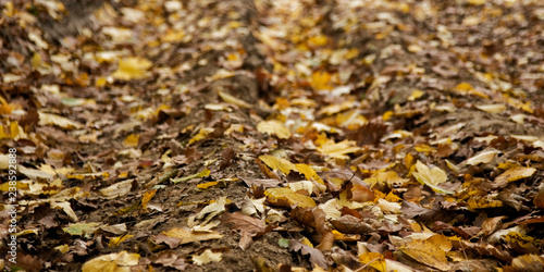 Autumn leaves on dirt road in Romanian woodland