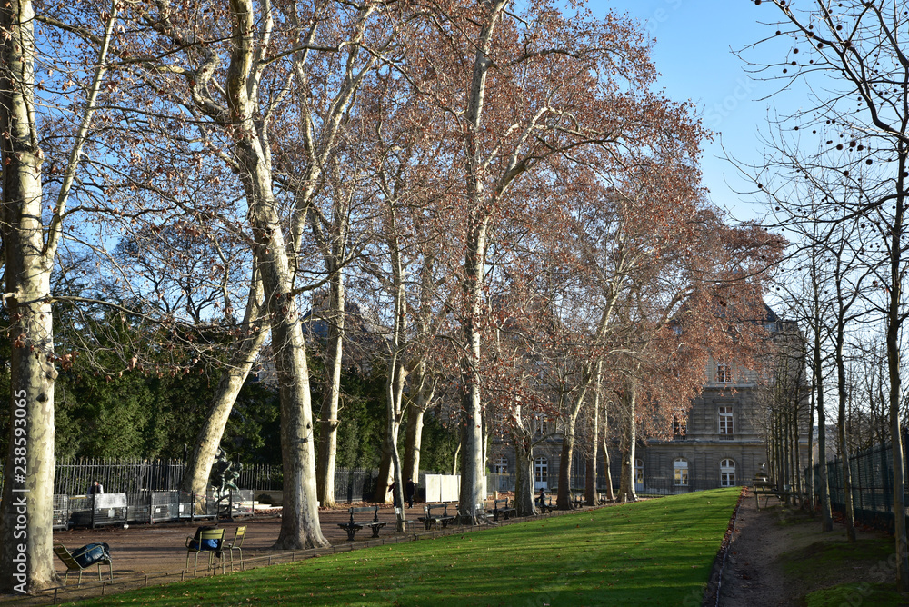 Allée du jardin du Luxembourg en hiver à Paris, France