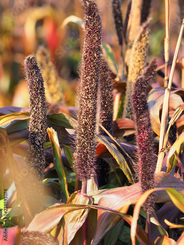 Pearl millet or Pennisetum glaucum, type of millet. Graminea Purple Baron. Natural autumn background photo