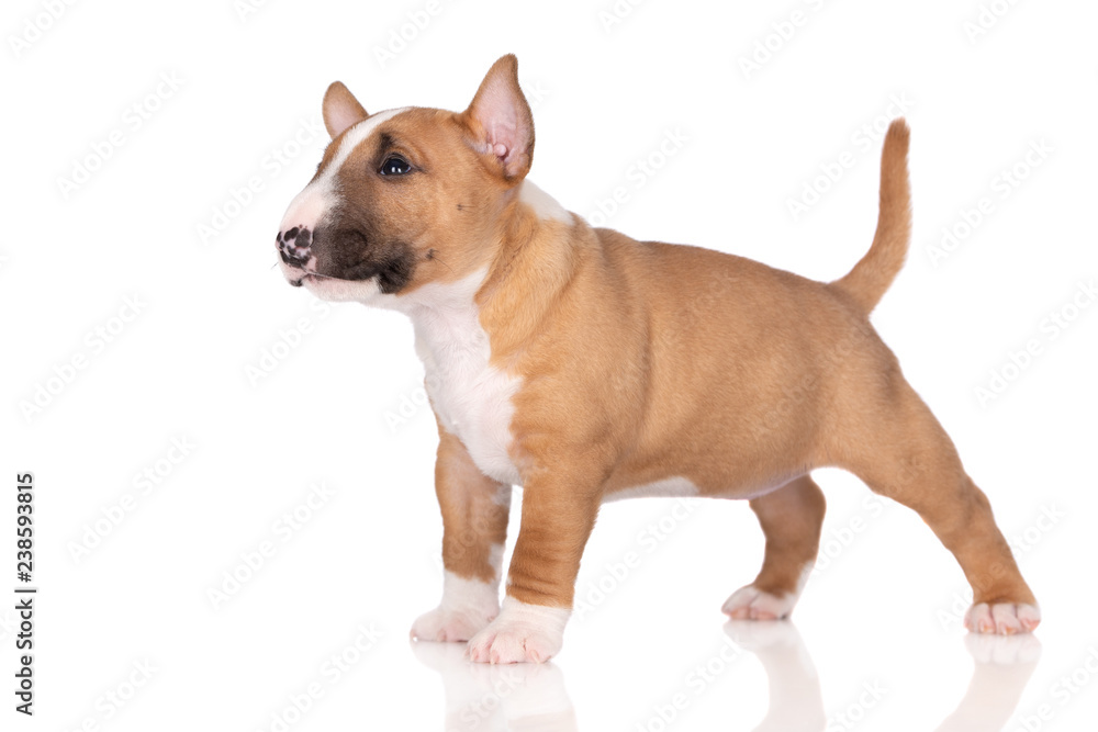 adorable miniature bull terrier puppy posing on white background