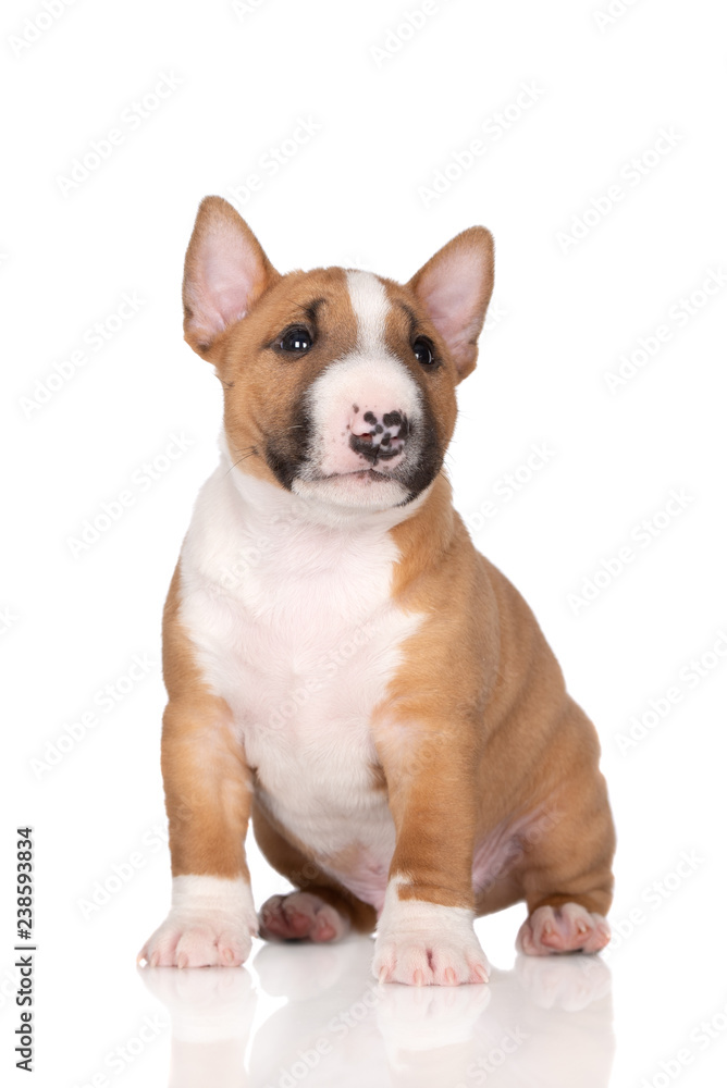 miniature bull terrier puppy on white background