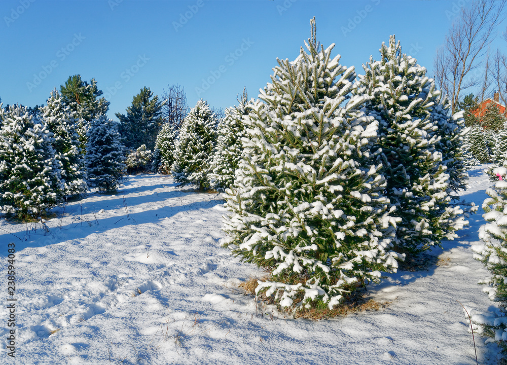 Fototapeta premium Snow covered trees at a Christmas tree farm.