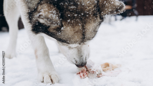 dog eating bone. alaskan malamute