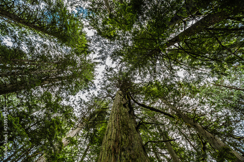 Giant Cedars Boardwalk Trail - Mount Revelstoke National Park © Christian