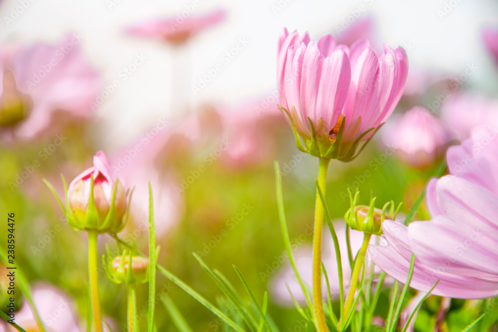 Cosmos flower in the garden Cosmos flower in the garden
